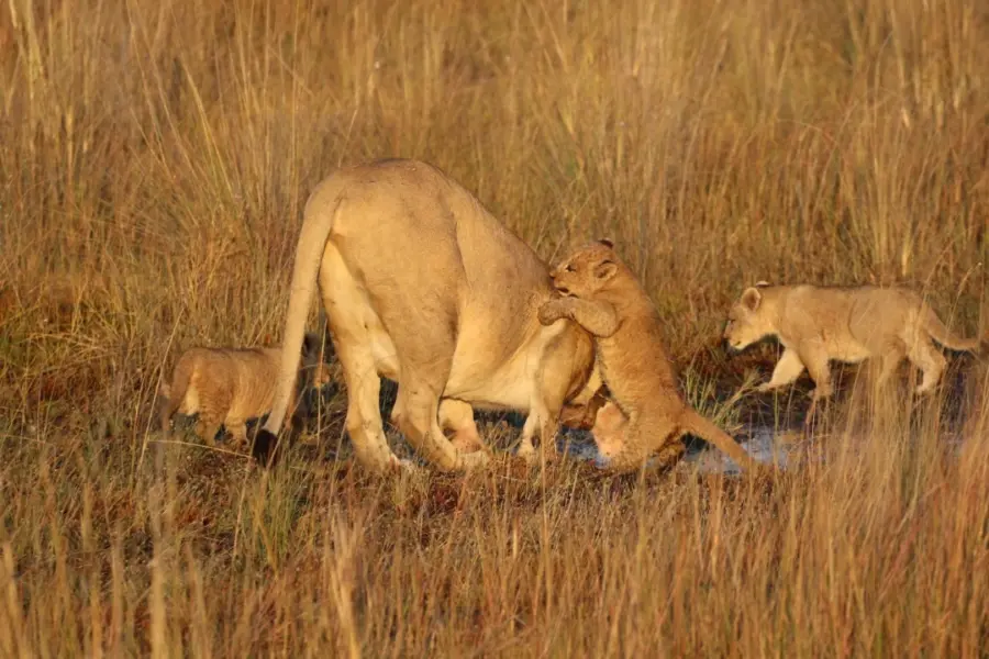 Lions in Liuwa National Park Zambia Daan Smit 2