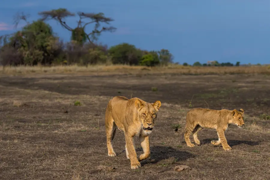 Biodiversity Conservation in Busanga Plains Kafue National Park Zambia Marcus Westberg 39