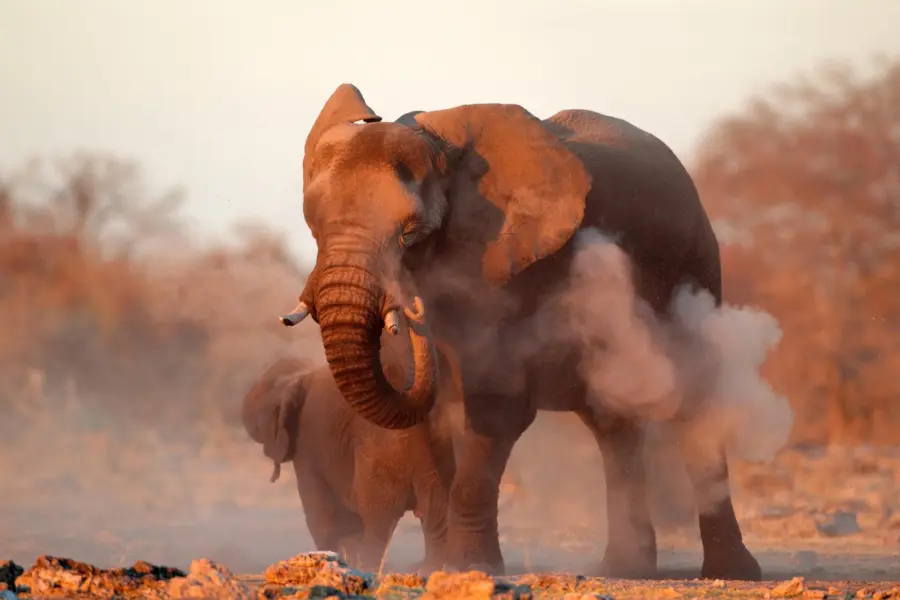 Avila Reizen Zimbabwe Large African elephant Loxodonta africana covered in dust