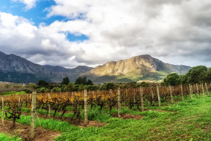 Avila Reizen Zuid Afrika Wijnranken Franschhoek
