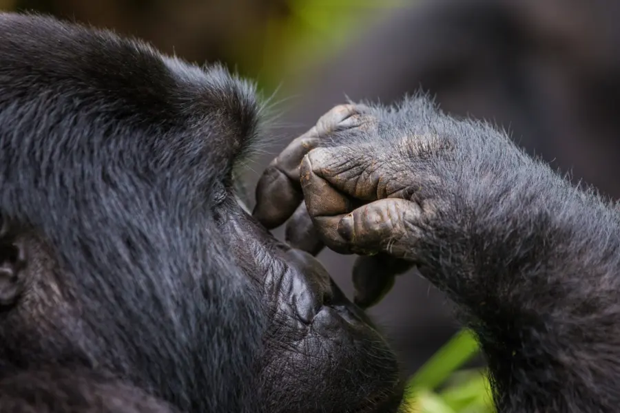 Avila Reizen Uganda gorilla met hand op neus