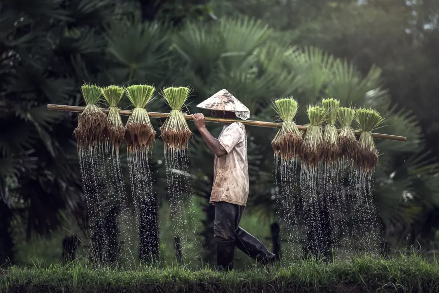 Avila Reizen Cambodja farmer