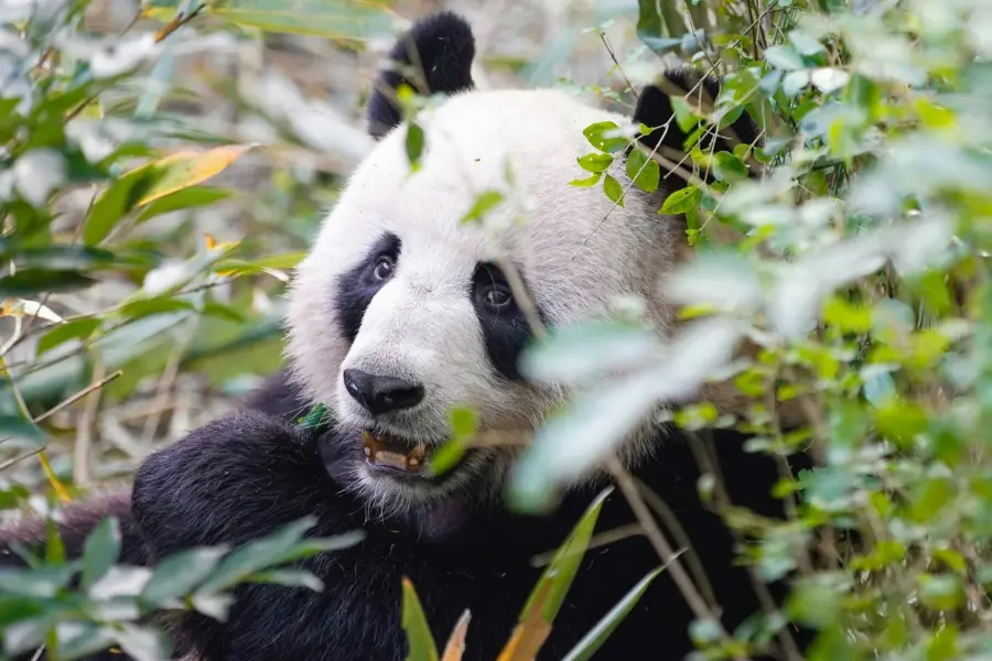 Avila Reizen China reuzenpanda