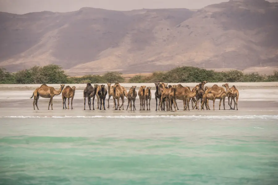 Avila Reizen Oman Camels on the beach Salalah Dhofar Ministry of Heritage Tourism Sultanate of Oman